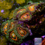 Rainbow Incinerator Zoanthid-Stock Frag