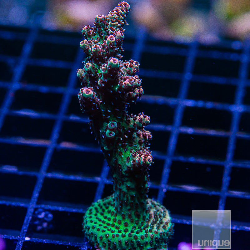 Red Planet Large Frag-WYSIWYG