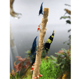 Trigger natural feeding behaviour in minutes — without polluting your tank.
