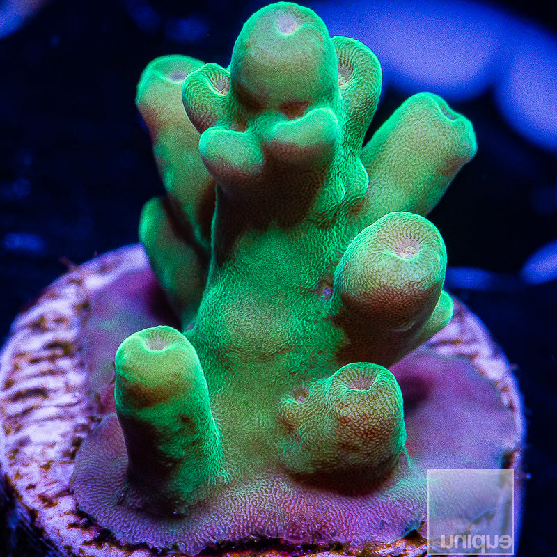 Smoothskin Acropora-WYSIWYG