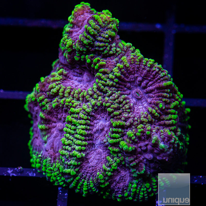 Unique Corals Raptor Favia- Stock Frag