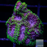 Unique Corals Raptor Favia- Stock Frag