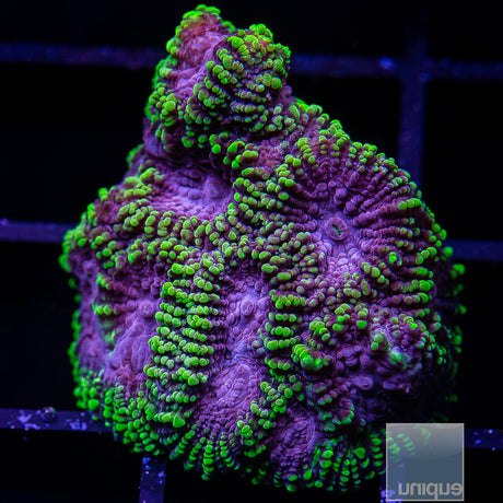 Unique Corals Raptor Favia- Stock Frag