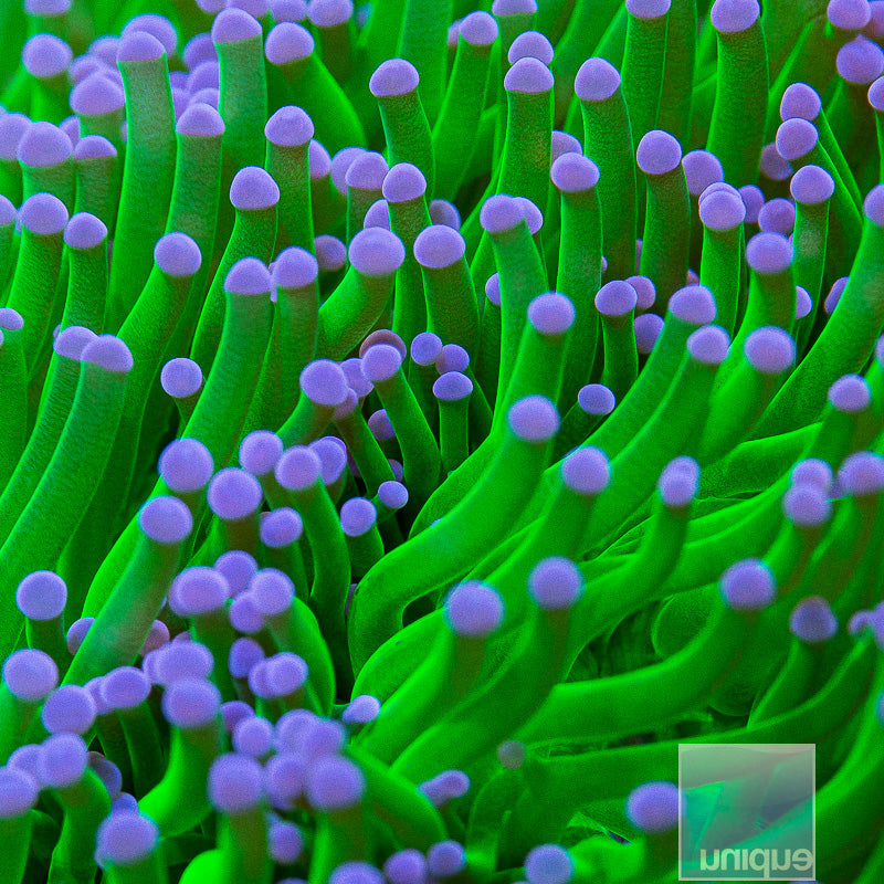 Unique Corals Hulk Torch-Single Head Stock