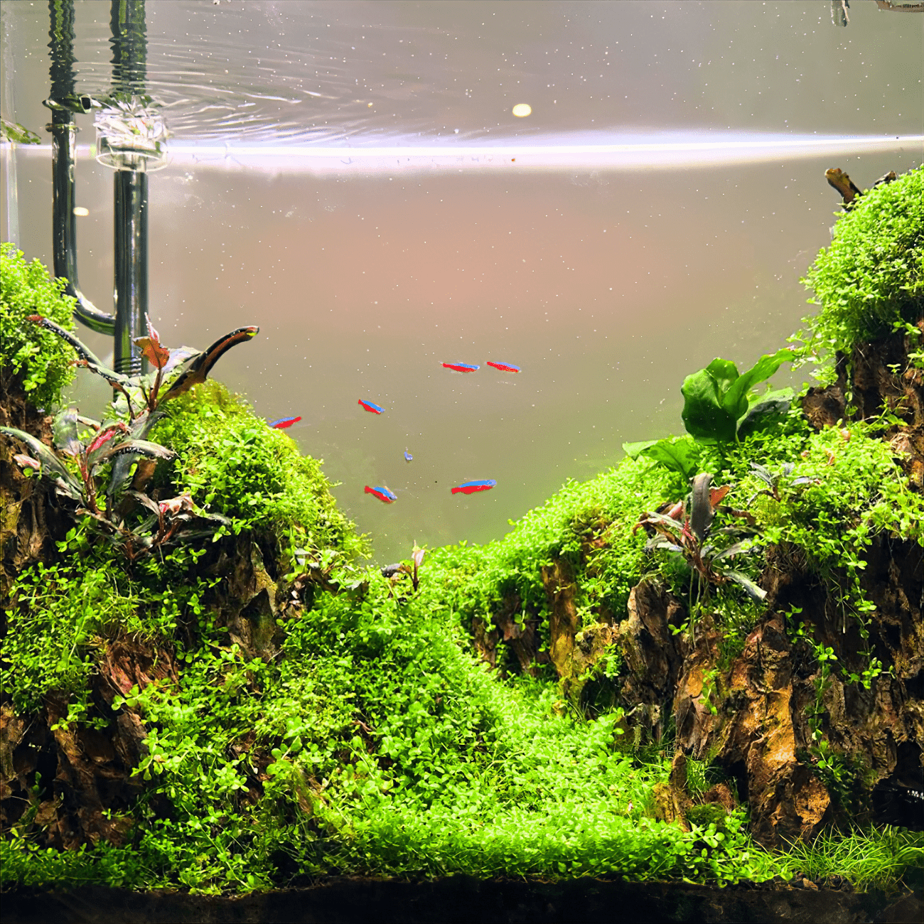 TINI WRGB Aquarium Light