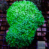 Unique Corals Baja Blast Torch-Single Head Stock