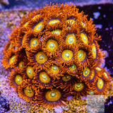 Unique Corals Blue Eye Blonde Stipple Zoanthid-Stock Frag