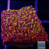 Unique Corals Magma Chalice-Stock Frag