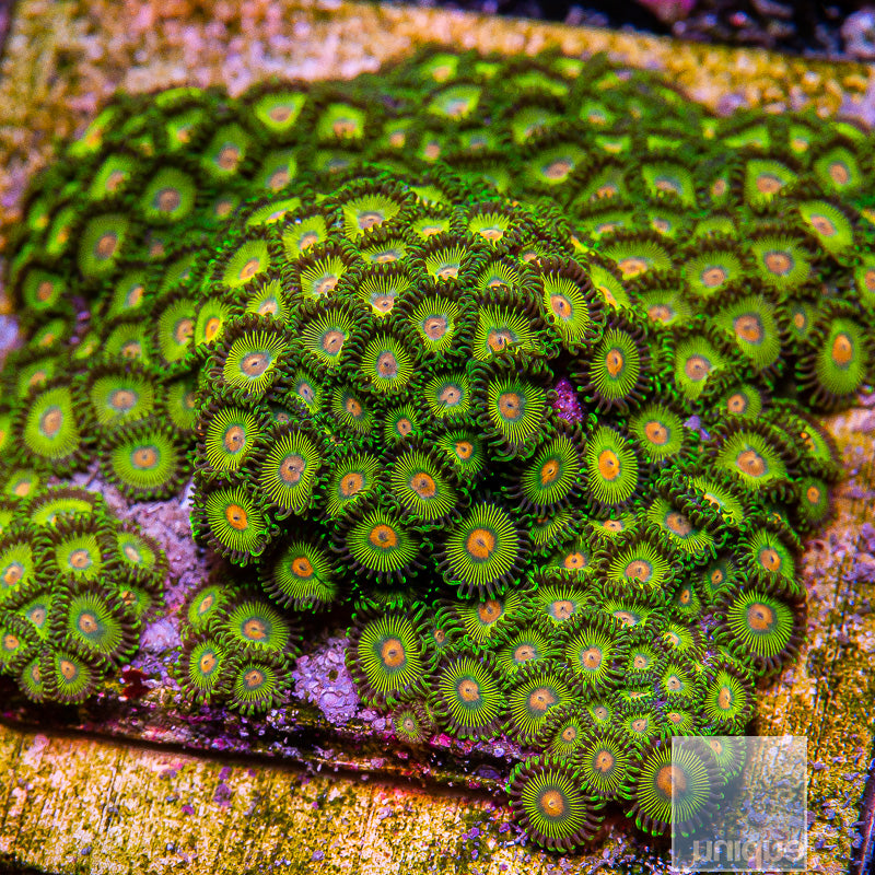 Unique Corals Turtle Beach Zoanthid- Stock Frag 3 Polyp