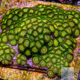 Unique Corals Turtle Beach Zoanthid- Stock Frag 3 Polyp