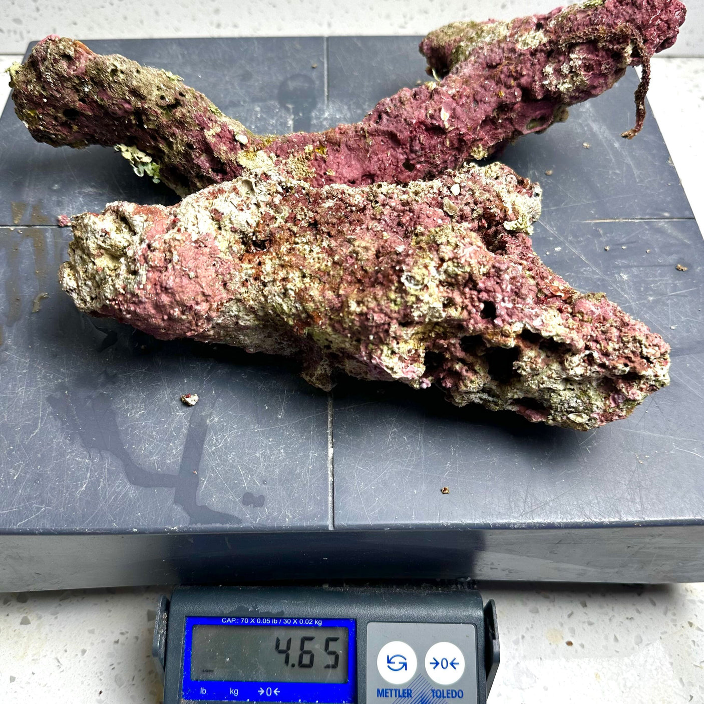 Australian Coral Sea Premium Branch Rock- WYSIWYG (Free 2 day shipping!)