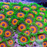WWC Whammin Watermelon Zoanthid- Stock Frag