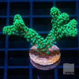 Thick Branched Green Birdsnest-  Stock Frag