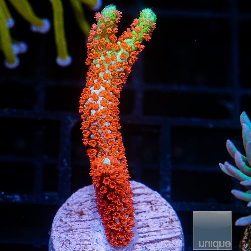 Montipora digitata Bubblegum-Stock Frag