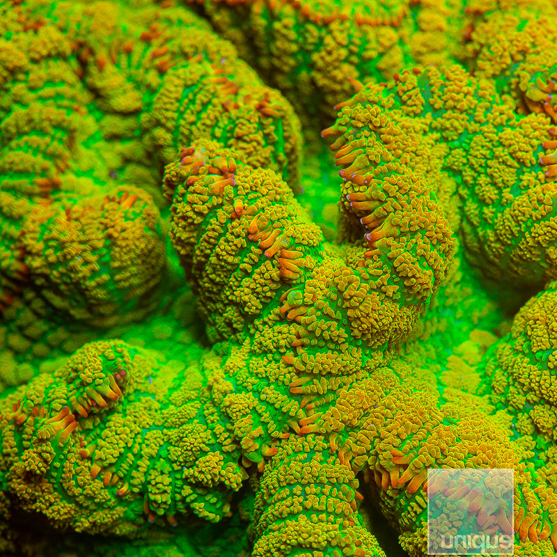 Rhodactis sp. UC Tequila Sunrise Mushroom 1.25"1.5" Stock Frag