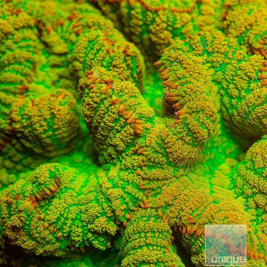 Rhodactis sp. UC Tequila Sunrise Mushroom- 1.25"-1.5" Stock Frag