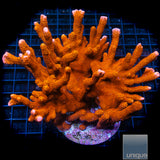 Burnt Orange Montipora Digitata-Stock Frag