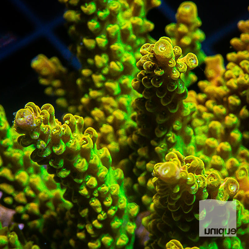 Acropora corals