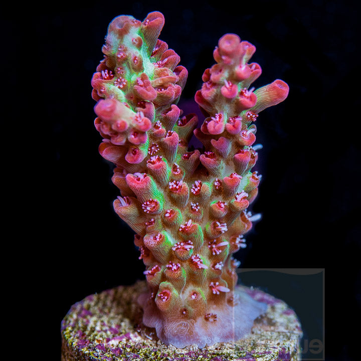 UC Strawberry Shortcake Acropora