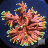 Montipora digitata Bubblegum-Stock Frag