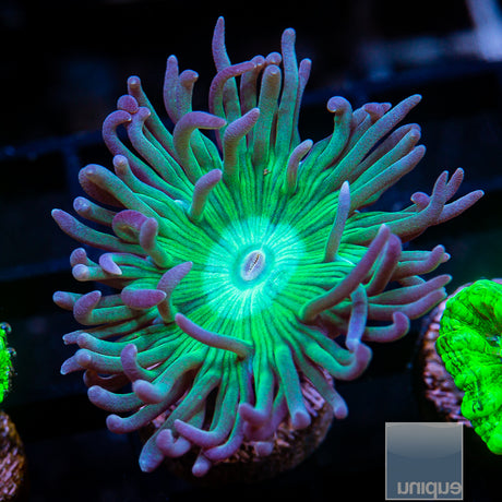 Green Stem Branching Duncan- Single Head Stock Frag