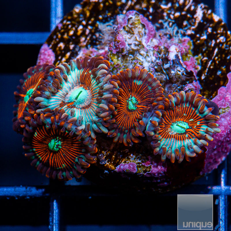 Zoanthid Placement