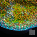 Unique Corals Cupping Chalice-  Stock Frag