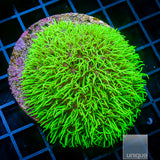 Neon Green Star Polyp- Stock Frag