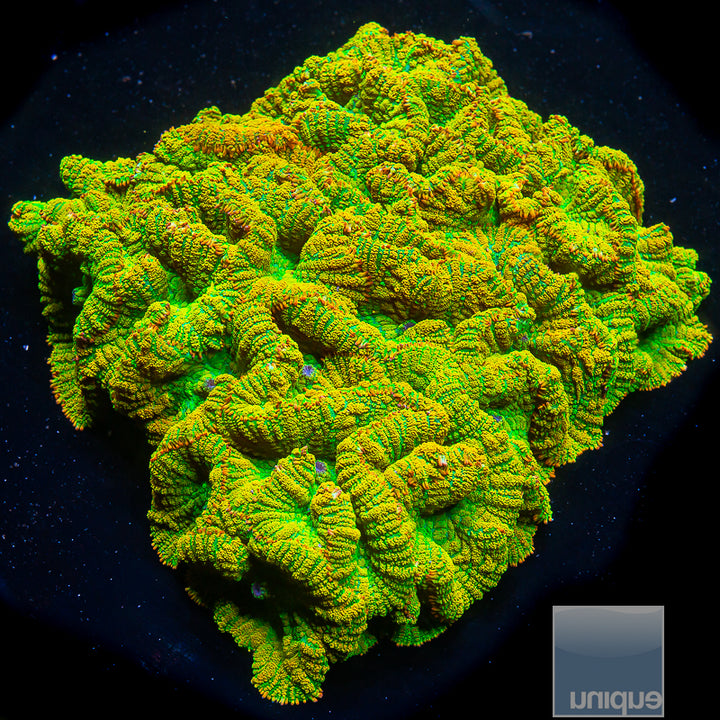 Rhodactis sp. UC Tequila Sunrise Mushroom- 1.25"-1.5" Stock Frag