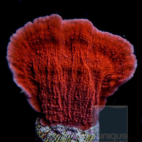 Montipora capricornus sp. Unique Corals Red "Monti Cap- 1" Stock Frag